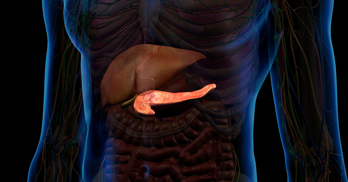 Illustration of pancreas and liver