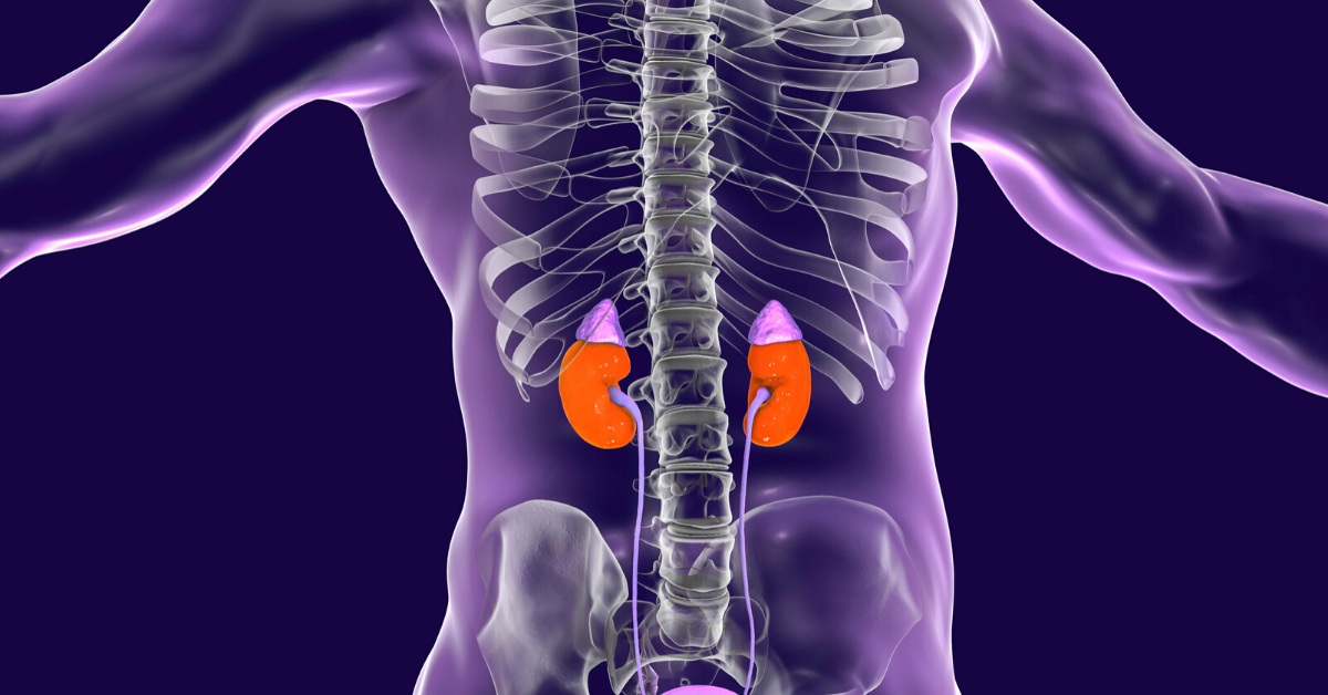 Nephropathy: Kidney Disease Explained