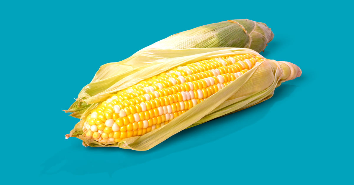 Two cobs of corn