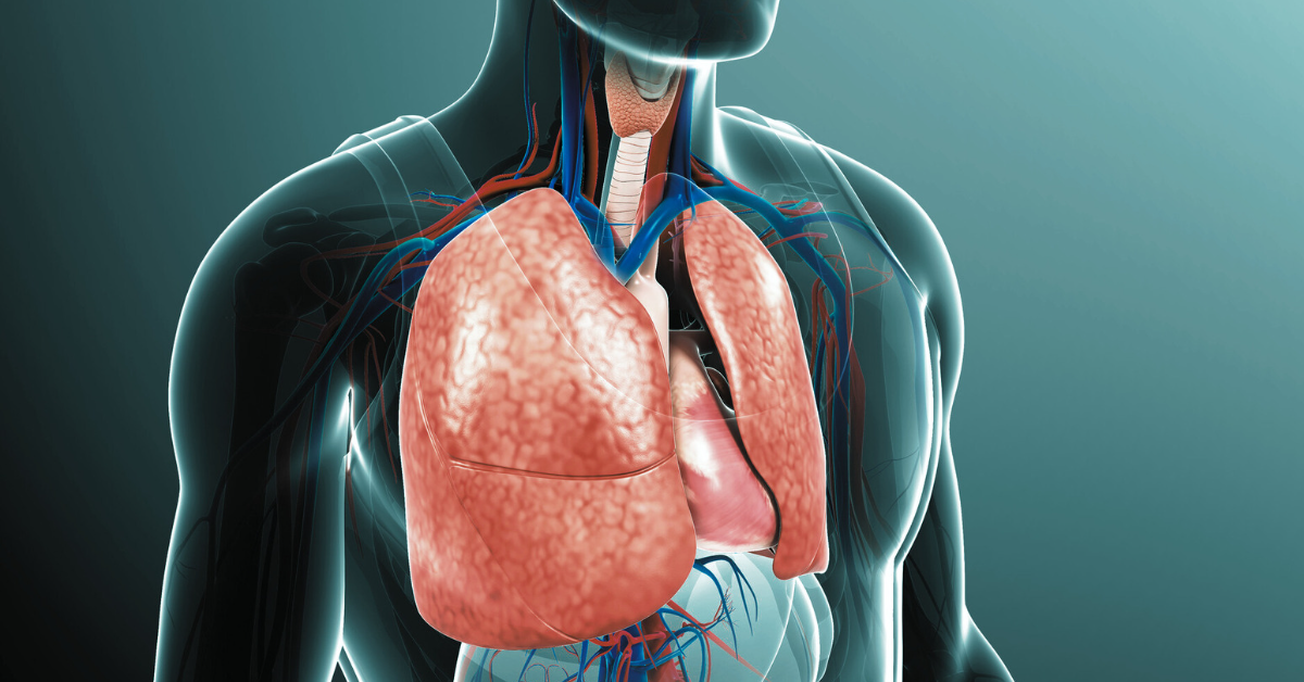 Clinical illustration of the human respiratory system
