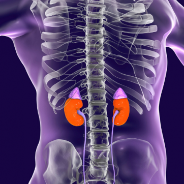 Kidney Disease: Nephropathy Overview